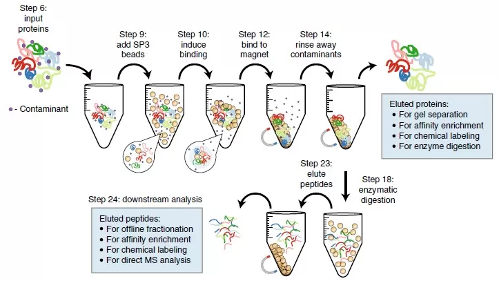 Figure 4. SP3-assisted protein extraction and digestion process.